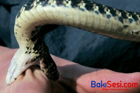 Azərbaycanda 58 nəfəri ilan sancdı