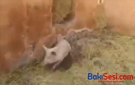 Ermənilər Qubadlıdakı məsciddə də donuz saxlayıb - Video