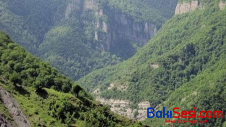 Ermənilər Qarabağda minillik ağacları məhv ediblər