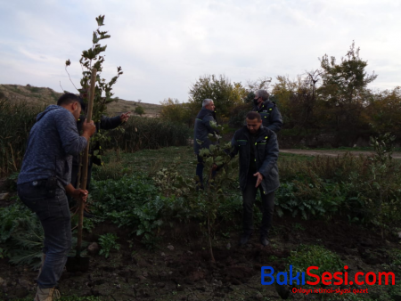 Füzulinin azad olunmuş Qarğabazar kəndində Şərq çinarları əkildi - Fotolar