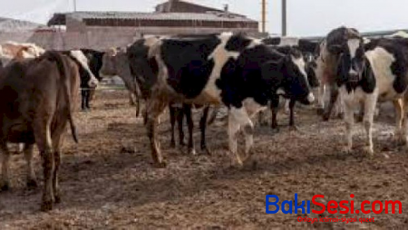 Qarabağdan köçən ermənilər özləriylə 3 200 baş inək aparıblar