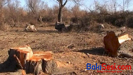 Ağacları kəsərək bina tikən şirkət rəhbəri məhkəməyə verildi