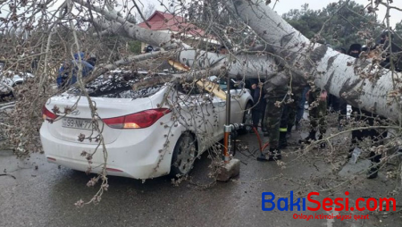 Şirvanda güclü külək ağacı maşının üstünə aşırdı