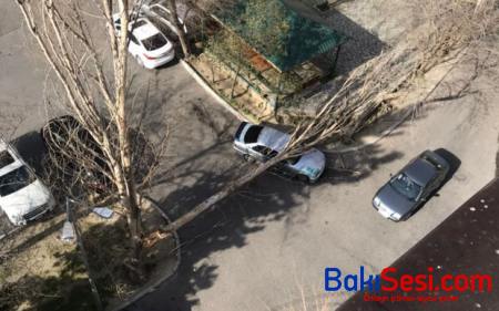Bakıda külək ağacı aşırdı - FOTO