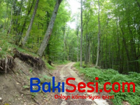 Altıağac Milli Parkının rəhbərliyi barədə cinayət işi başlandı - RƏSMİ