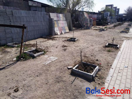 Bakıda kəsilən ağaclarla bağlı araşdırma aparılır