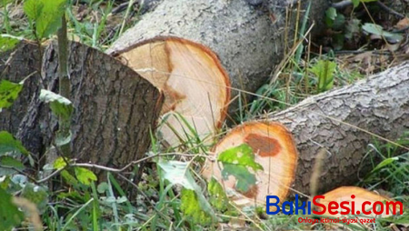 BŞİH təbiətə 3000 manata yaxın ziyan vurub - Nazirlik