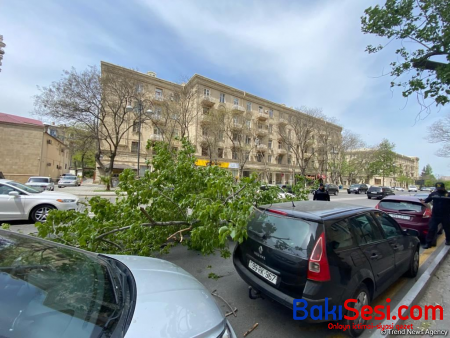 Bakının mərkəzində iki ağac aşdı, avtomobilə ziyan dəydi - FOTO