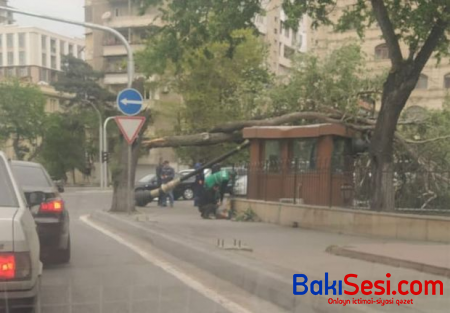 Güclü külək Bakıda ağac və işıq dirəyini aşırdı - FOTO