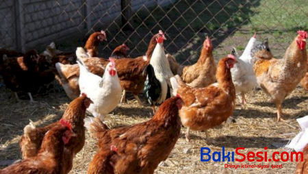 Azərbaycana quş ətinin gətirilməsinə məhdudiyyət qoyuldu