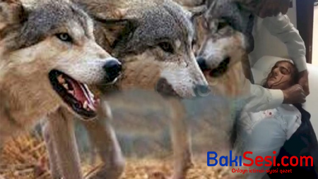 Naxçıvanda canavar sürüsü şagirdlərə hücum etdi: Yaralılar var - DƏHŞƏTLİ GÖRÜNTÜLƏR + Video