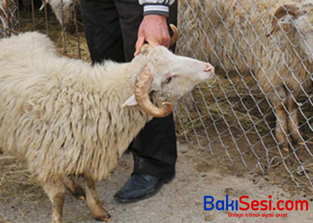Qurbanlıq heyvanların satışı və kəsimi bu ünvanlarda olacaq - SİYAHI