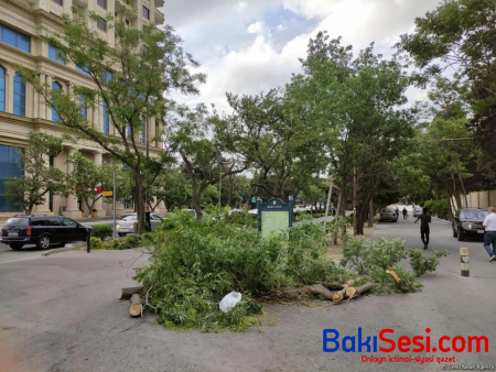 Bakıda güclü külək fəsadlar törətdi - FOTO