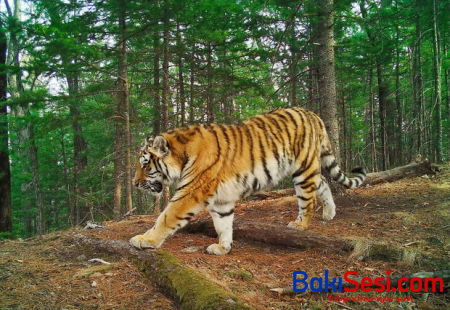 Rusiyada pələng tualetə gedən kişini parçaladı