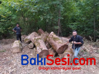 MEŞƏ MAFİYASI İŞ BAŞINDA... - Onları kimsə DURDURA BİLMİR...