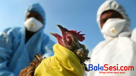 Daha bir ölkədə quş qripi aşkarlandı