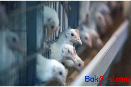 Yaponiyada yeni quş qripi epidemiyası aşkarlanıb