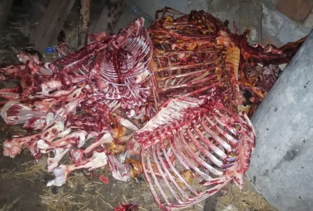 Bakıda at əti satmaq istəyən İsmayıllı sakini saxlanılıb