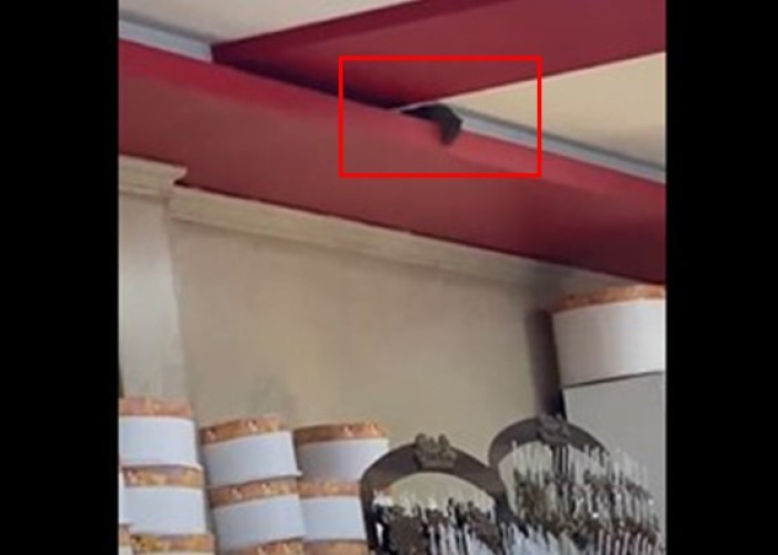 Bakıda bu restoranda siçovul gəzir - VİDEO