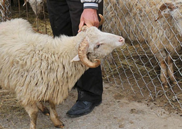 134 ünvanda qurbanlıq heyvanların satışı və kəsimi təşkil ediləcək