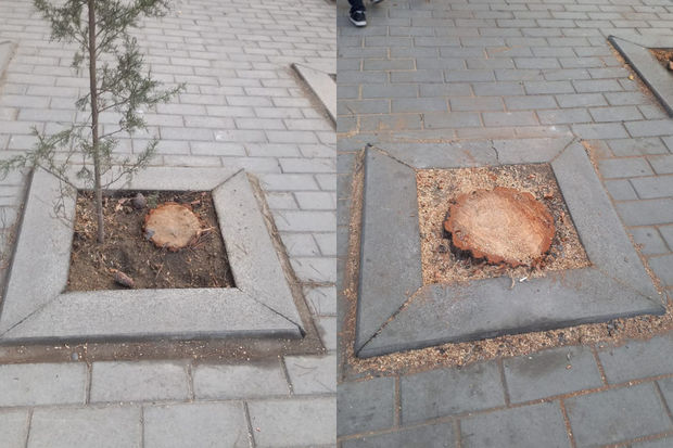 Bakıda ağacları kəsdilər - FOTO