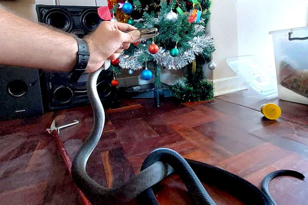 İlan ovçusu üçün Milad “hədiyyəsi” - qara mamba