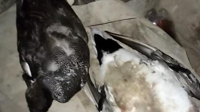 Qanunsuz ov edənlər saxlanıldı