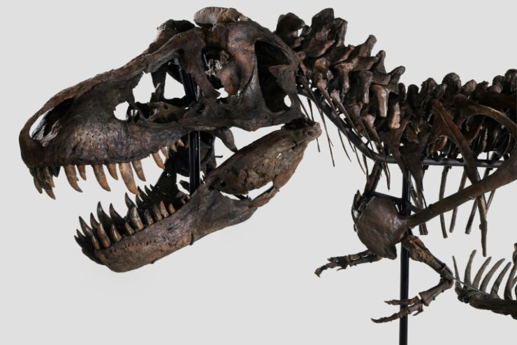 67 milyon illik dinozavr skeleti satılır