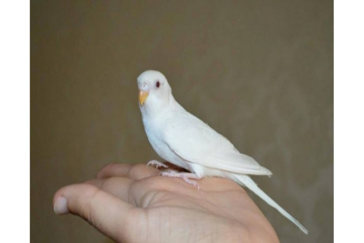Tutuquşu sayəsində ərinin XƏYANƏTİNİ ÖYRƏNDİ