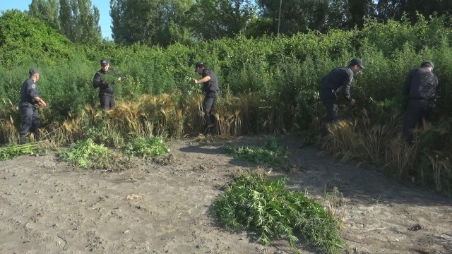 4 tondan artıq narkotik tərkibli bitki məhv edildi