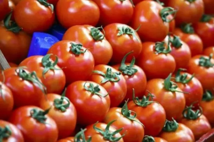 Pomidoru acqarına yeməyin, yoxsa...